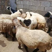 بره نر واسه عید قربان