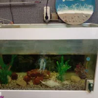 آکواریوم یک متری با وسایل و یک عدد ماهی اسکار|ماهی|رشت, شهریاران|دیوار