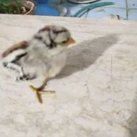 خروس|حیوانات مزرعه|خرم بید, |دیوار