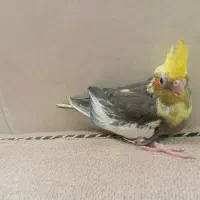 جوجه عروس هلندی دون خور