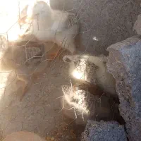 جوجه چهارده روزه
