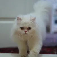 گربه