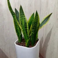 فروش انواع گل آپارتمانی