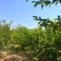 باغ چهار دیواری قدیمی ( انواع درختان میوه بارده)|فروش زمین و ملک کلنگی|رباط‌کریم, |دیوار