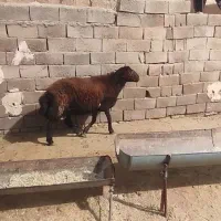 قوچ هترو