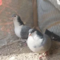 دمگیری‌سینه باز