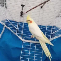 عروس هلندی|پرنده|مبارکه, |دیوار