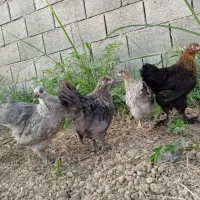 جوجه بومی سرحال (از ۱ تا ۴ ماهه)  احمدی فارم
