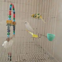 یک جفت مرغ عشق سرحال ماده دستی|پرنده|قوچان, |دیوار