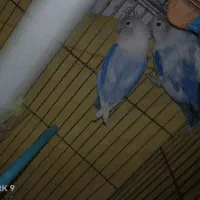 عروس هلندی طوطی کوتوله برزیلی گرنچیک مرغ عشق