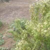 زمین در دودانگه روستای مجی به مساحت ۲۸۰ متر