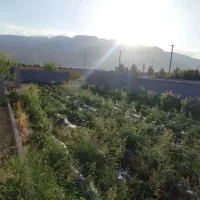 فروش انواع زمین باغ شهری و کشاورزی|فروش دفتر صنعتی، کشاورزی، تجاری|شیراز, بید زرد|دیوار