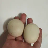 تعدادی سنگ الماس یا آسیاب