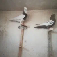 کبوتر طوقی و سرته|پرنده|کرمانشاه, |دیوار