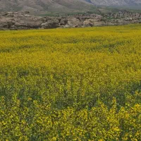 زمین-کشاورزی