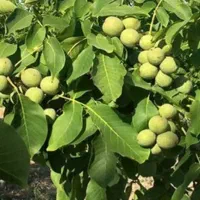 باغ وزمین