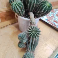 کاکتوس  توافقی