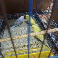 جوجه مرغ عشق