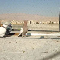 نرسینه وماده شهری سوسنی|پرنده|شیراز, دارالرحمه|دیوار