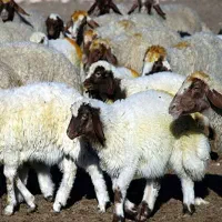 دامداری ۲۰۰ راسی گوسفند داشتی