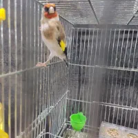 سهره نر سه ساله. جفتی قناری|پرنده|شهرکرد, |دیوار