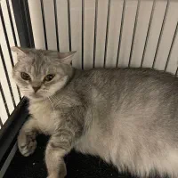 گربه بریتیش ماده