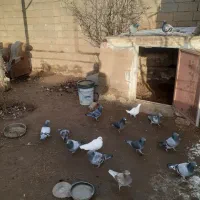 کبوتر پلاکی