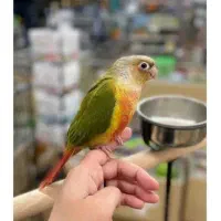 گرینچیک گمشده مژدگانی