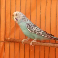 مرغ عشق|پرنده|ابریشم, |دیوار