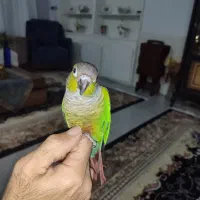 طوطی گرینچیک