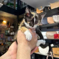 واگذاری رایگان