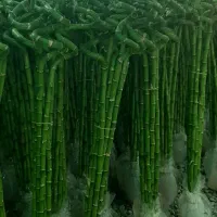 بامبو|گل و گیاه طبیعی|شریفآباد, |دیوار