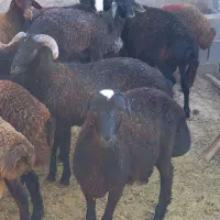 بره نر مناسب برای قوچ و کشتاری|حیوانات مزرعه|تهران, بهارستان|دیوار