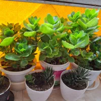 گل های زیبا|گل و گیاه طبیعی|مرند, |دیوار