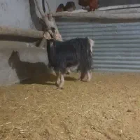 ۲ عددبز بزغاله دار شکم  اول