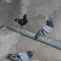 تعدادی کبوتر|پرنده|میانه, |دیوار