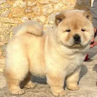 فروش توله چاوچاو چمپیون و خرسی اصل|سگ|کرج, مهرویلا شمالی|دیوار