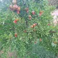 خانه‌ باغ ۳هزارمتری کوهمره|فروش خانه و ویلا|شیراز, محمدیه|دیوار