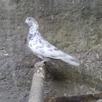 کفتر سرور نر و ماده پرشی|پرنده|زیباشهر, |دیوار