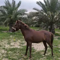 اسب|اسب و تجهیزات اسب‌سواری|چمران, |دیوار