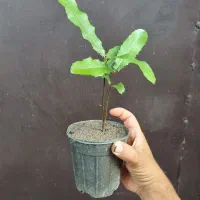 ماکادمیا نهال فندق وارداتی درجه یک اووکادو اوکادو|گل و گیاه طبیعی|خرم‌آباد (تنکابن), |دیوار