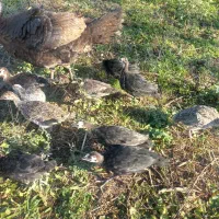 جوجه بوقلمون دوماهه نیمچه ( مرغ اوردک غاز)|حیوانات مزرعه|سنگر, |دیوار