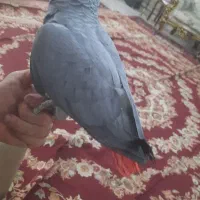 کاسکو دم قرمز نر اماده جفت گیری|پرنده|تبریز, |دیوار