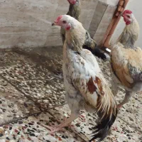 جوجه لاری|حیوانات مزرعه|آزادشهر, |دیوار