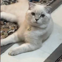 گربه بیریتیش نر|گربه|اندیشه, اندیشه فاز ۳|دیوار