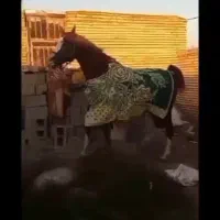 اندیمشک|اسب و تجهیزات اسب‌سواری|شوش, |دیوار