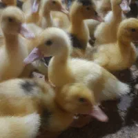 مرکز فروش انواع طیور در همه سنین