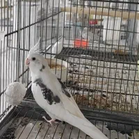 عروس هلندی بالغ،مولد،آلبینو،لوتینو،دوکت پروانه