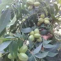 تولیدی نهال درخت گل نهالستان قم بدون واسطه|خدمات باغبانی و درختکاری|قم, سعادتی|دیوار