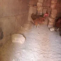 مرغ معامله با کبوتر|حیوانات مزرعه|دلگان, |دیوار